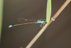 Ischnura senegalensis
