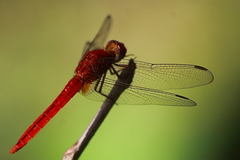 Crocothemis servilia