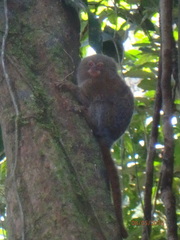 Cebuella pygmaea