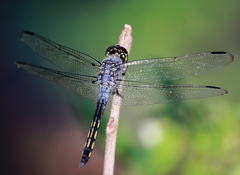 Potamarcha congener