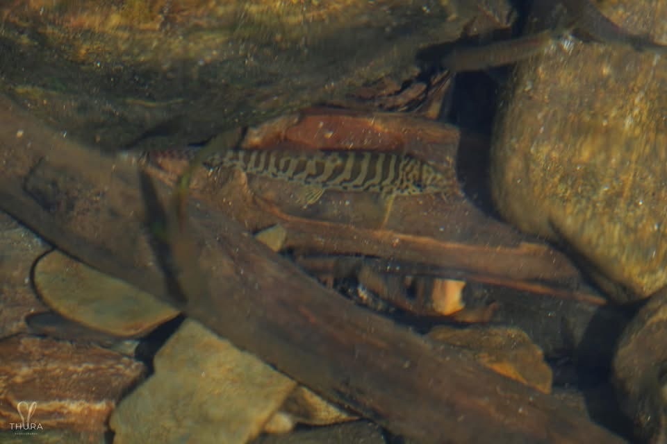 Gevlekte bermpje (Acanthocobitis botia) — Nemacheilidae