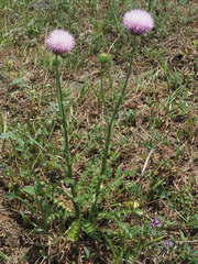Carduus hamulosus