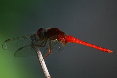 Crocothemis servilia