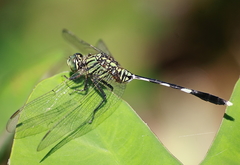 Orthetrum sabina