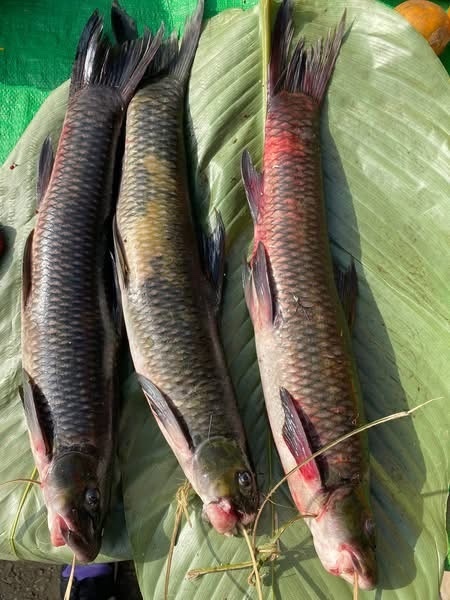 Altigena malihkaia