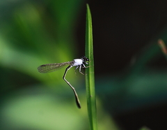 Agriocnemis femina