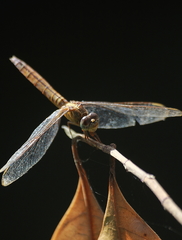 Crocothemis servilia