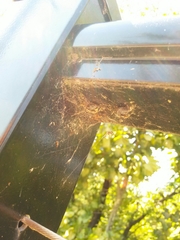 Araneae