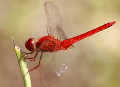 Crocothemis servilia