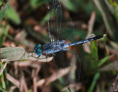 Diplacodes trivialis