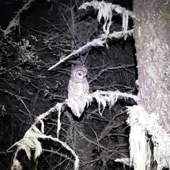 Strix occidentalis caurina