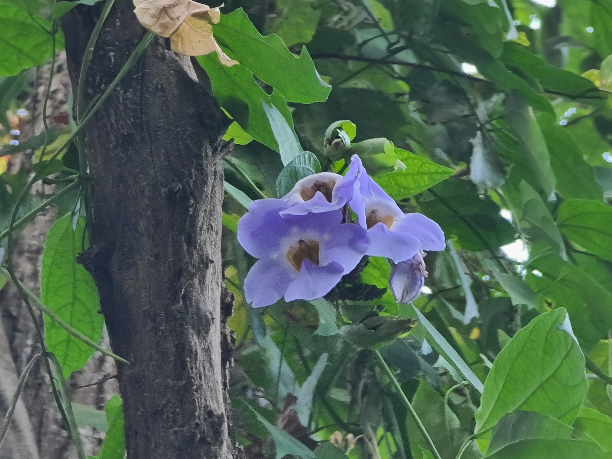 Imagem de Tumbérgia-azul