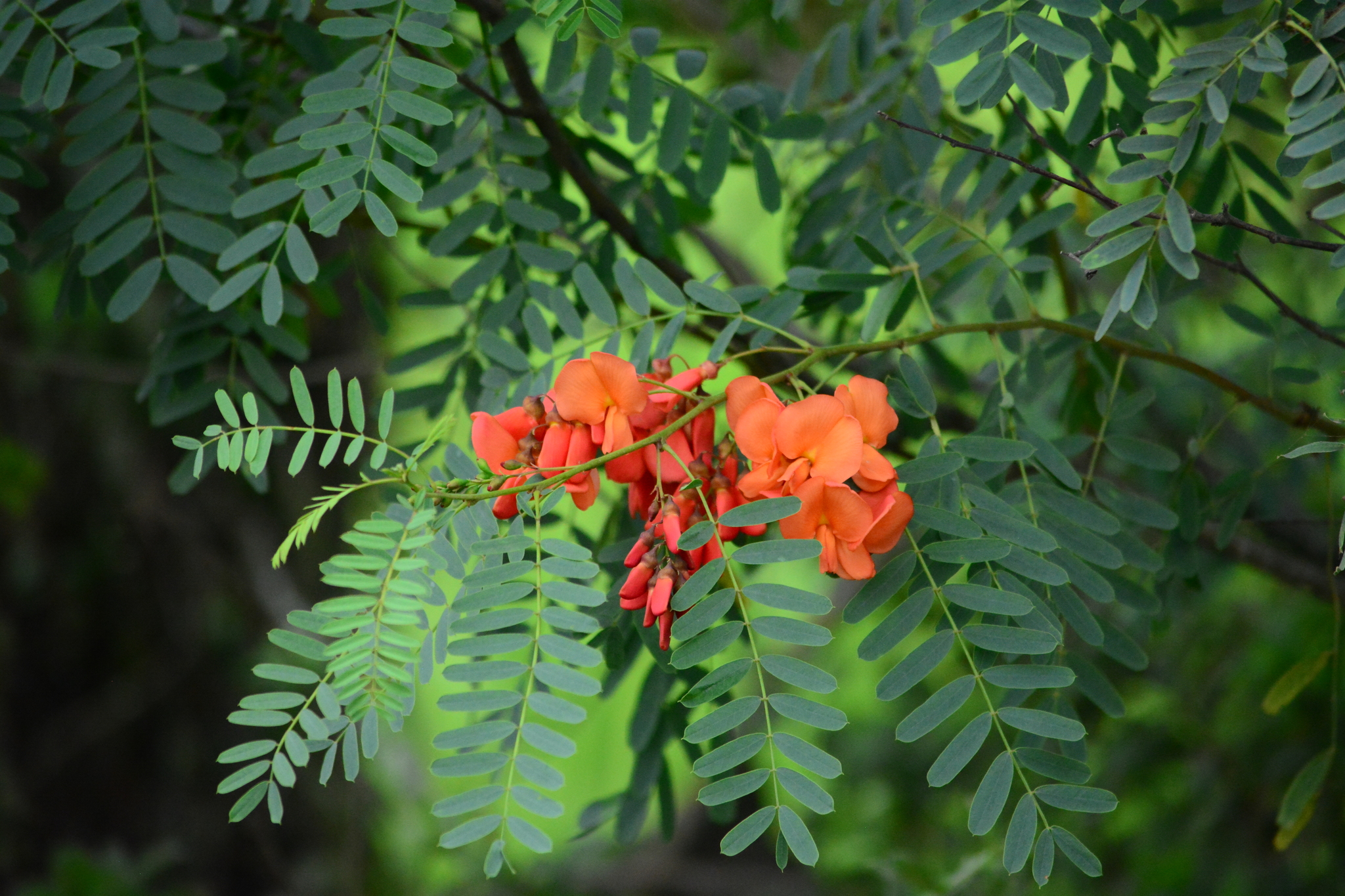 Sesbania punicea