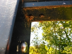Araneae