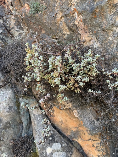 Oscularia piquetbergensis (Oscularia piquetbergensis)