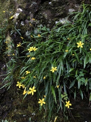 Ixeridium transnokoense