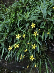 Ixeridium transnokoense