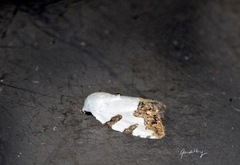 Casminola johannstumpfi