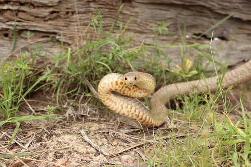 Eastern Brown Snake sighting