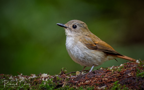 Crocker Jungle Flycatcher