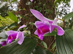 Sobralia decora, photograph (c) Stef, some rights reserved (CC BY)
