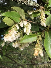 Lyonia ovalifolia