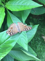 Junonia lemonias
