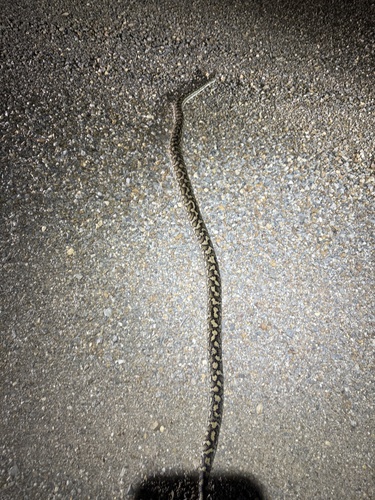 Coastal Carpet Python sighting