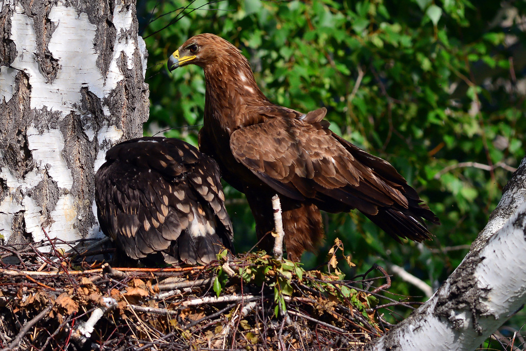 Greater Spotted Eagle