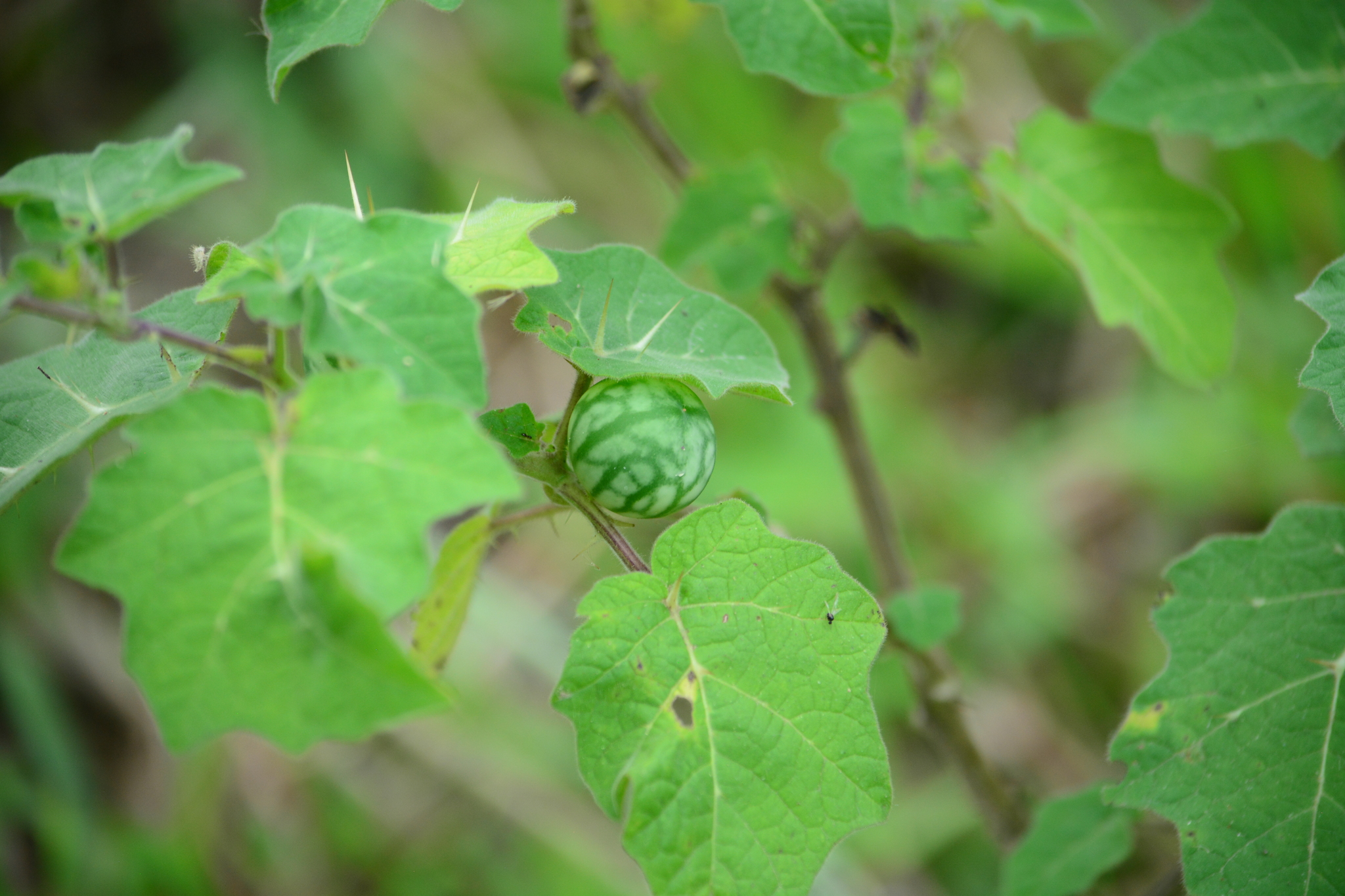 Solanum viarum