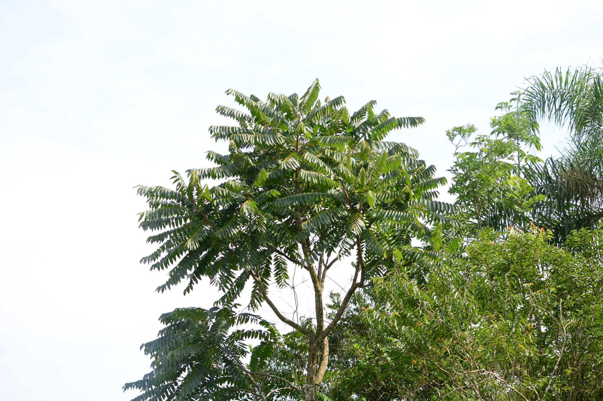 Imagem de Cedro-rosa
