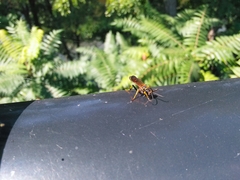 Sceliphron caementarium
