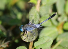 Diplacodes trivialis