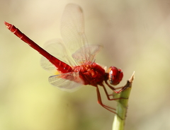 Crocothemis servilia
