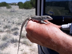 Aspidoscelis neotesselatus