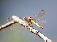 Crocothemis servilia