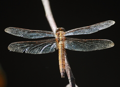 Crocothemis servilia