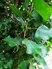 Populus nigra