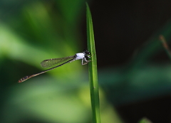 Agriocnemis femina