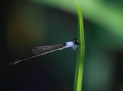 Agriocnemis femina