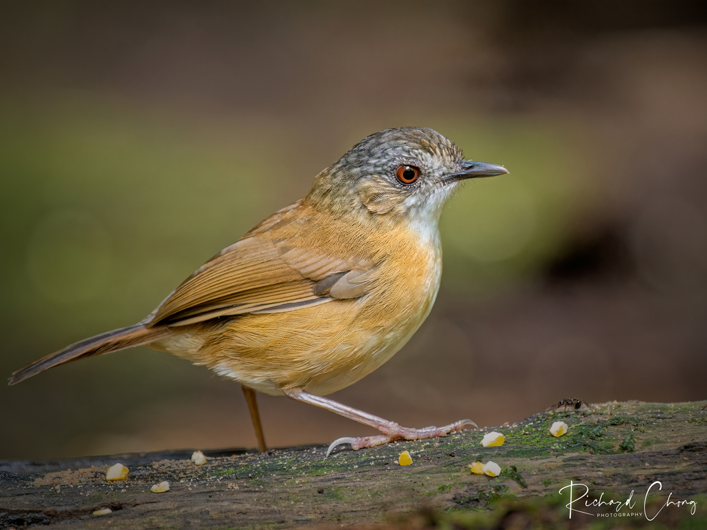 Temminck's Babbler photo