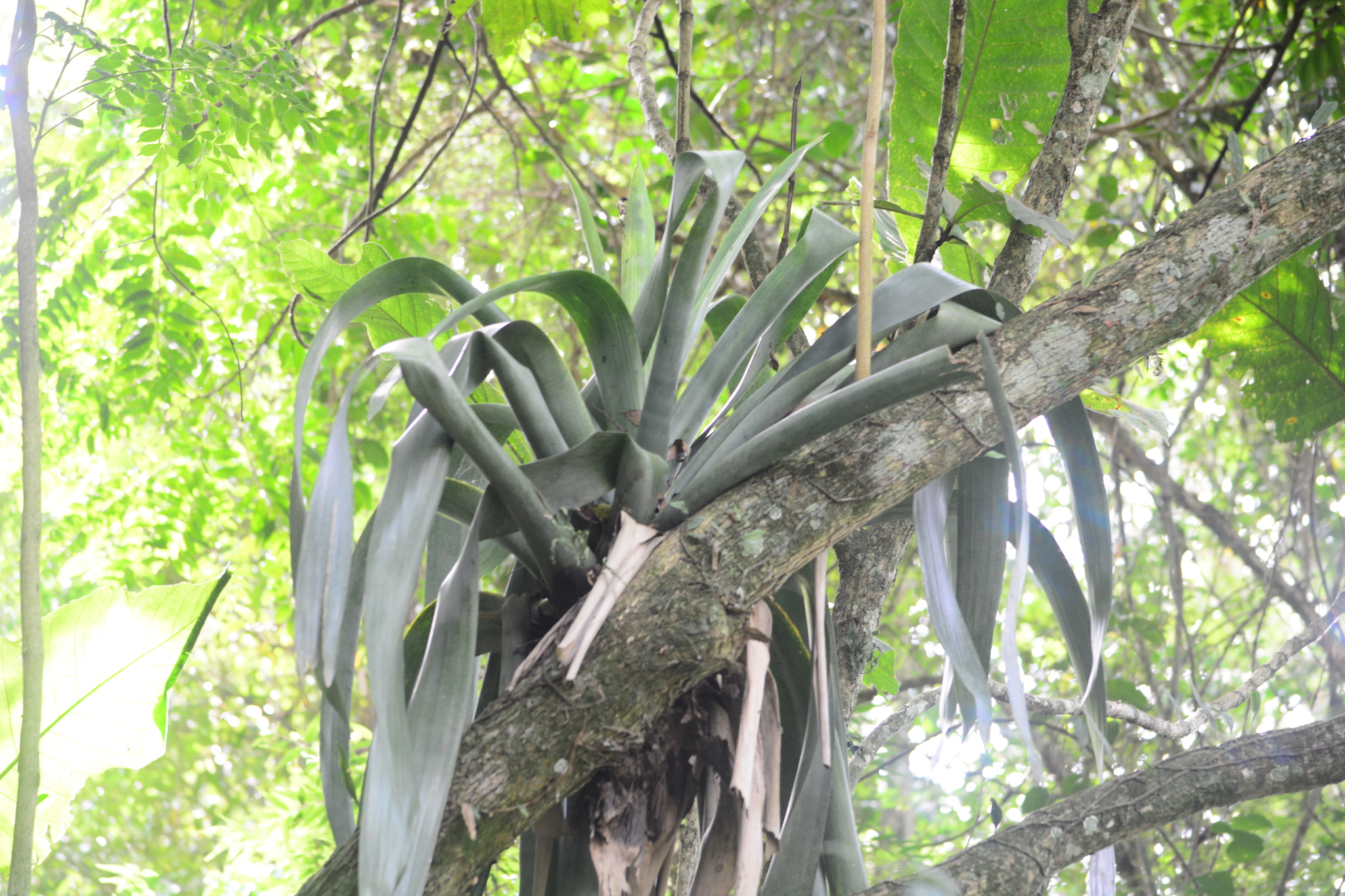 Vriesea gigantea