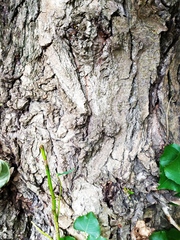 Populus nigra