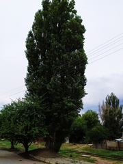 Populus nigra