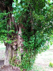 Populus nigra