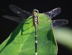 Orthetrum sabina