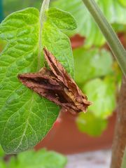 Autographa jota