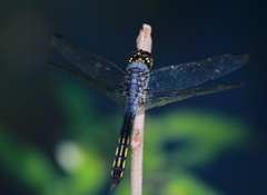 Potamarcha congener