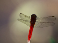 Crocothemis servilia
