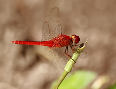Crocothemis servilia